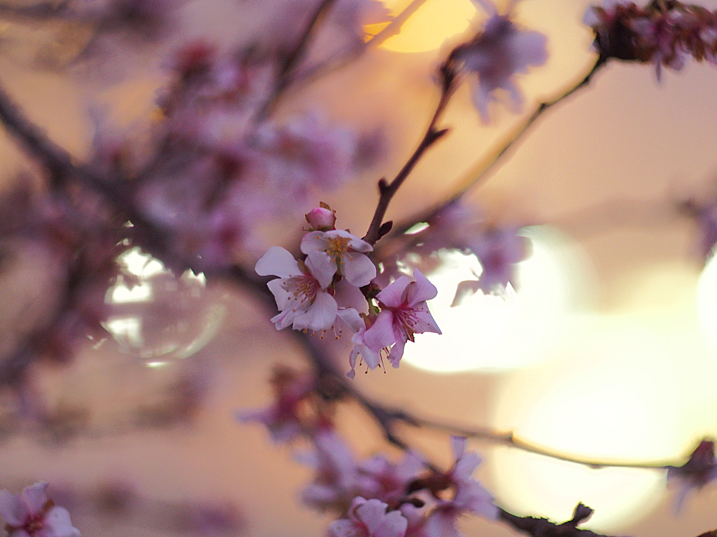 Bloom out of season 1