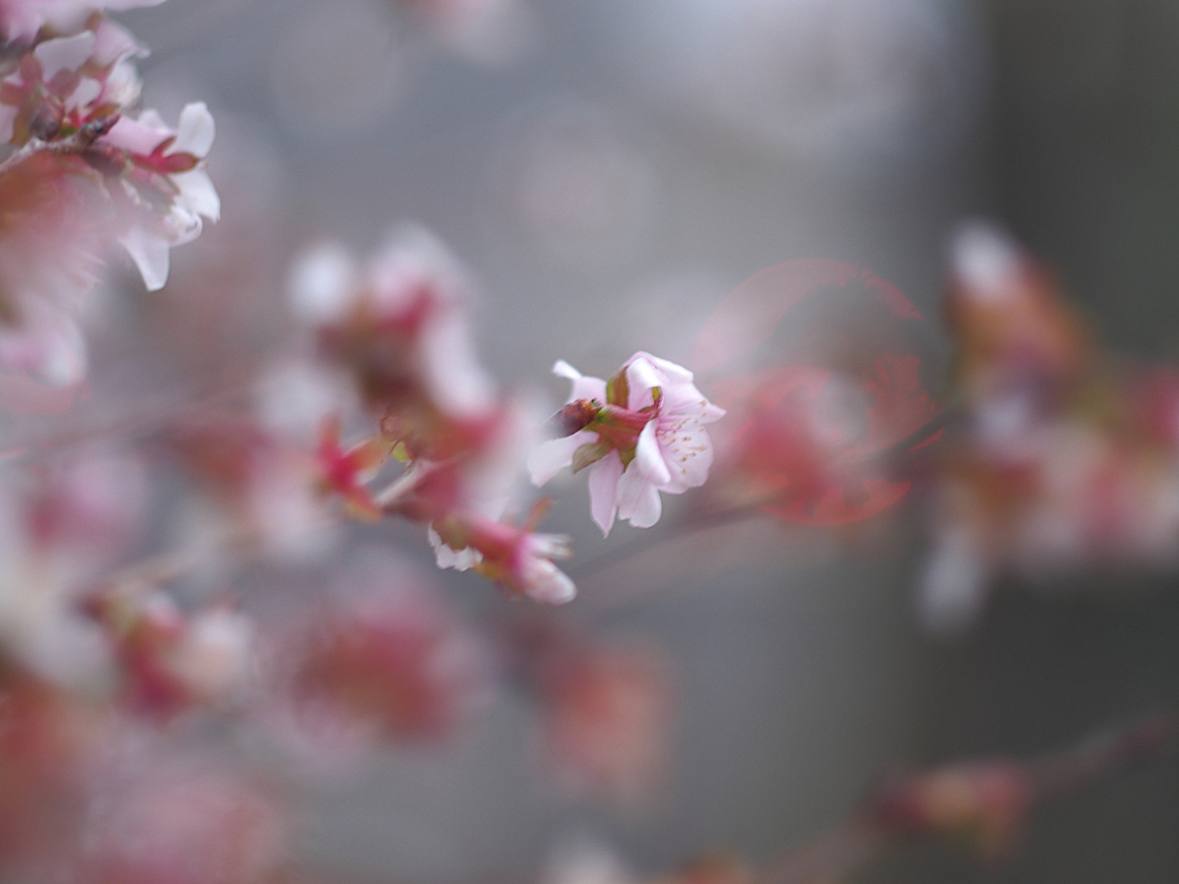 Bloom out of season 2