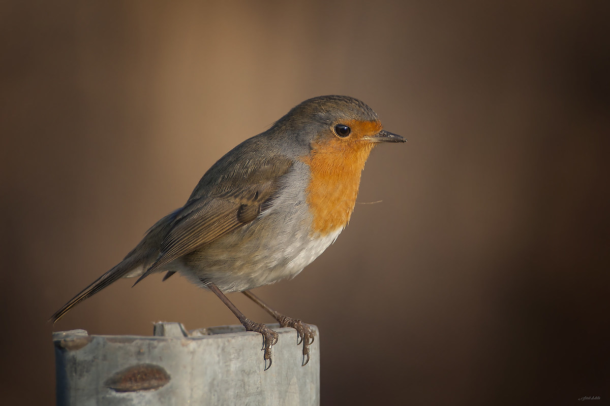 Test Canon 300 f2.8 II + 2x + 1.4 sigma