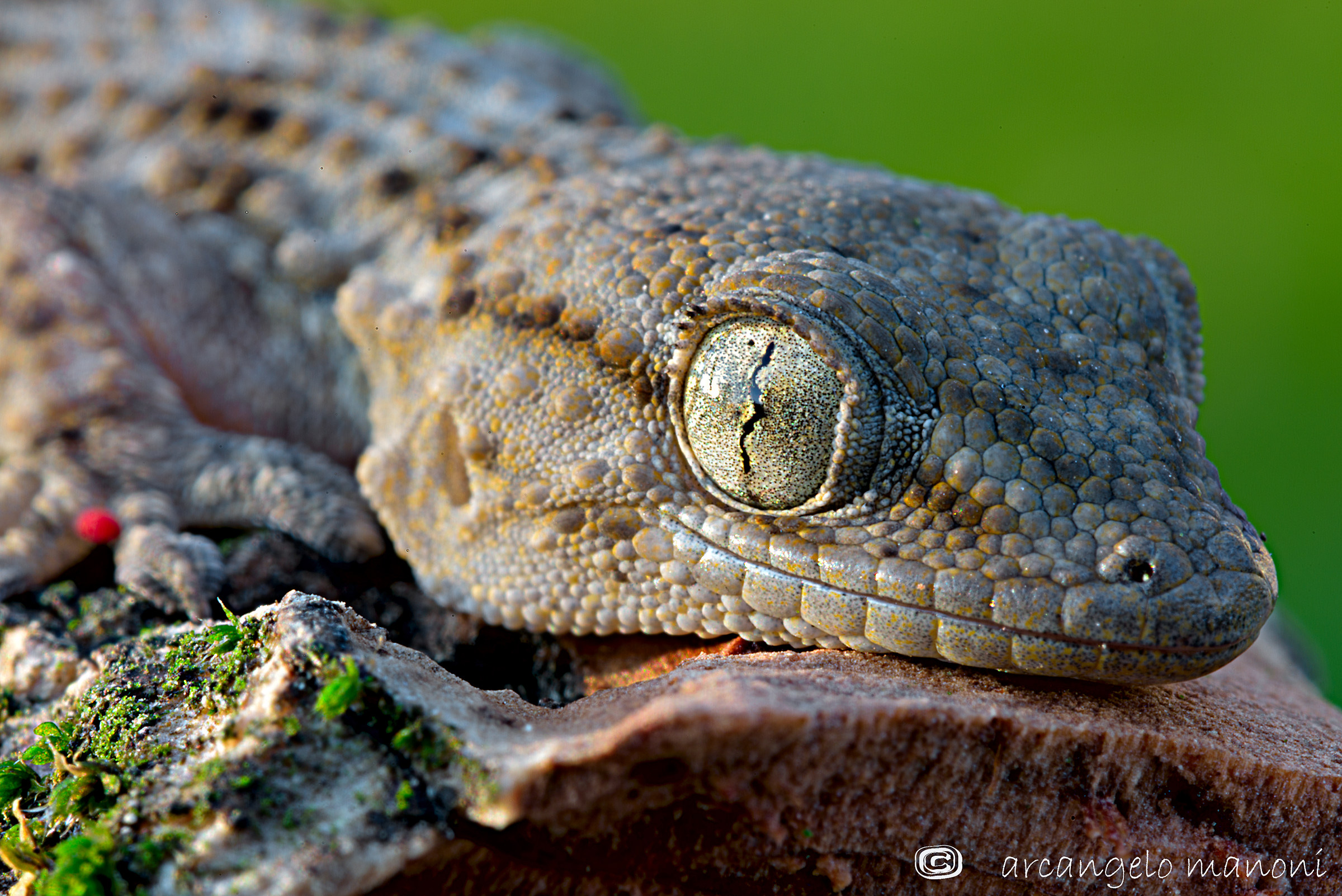 Focus on the small gecko