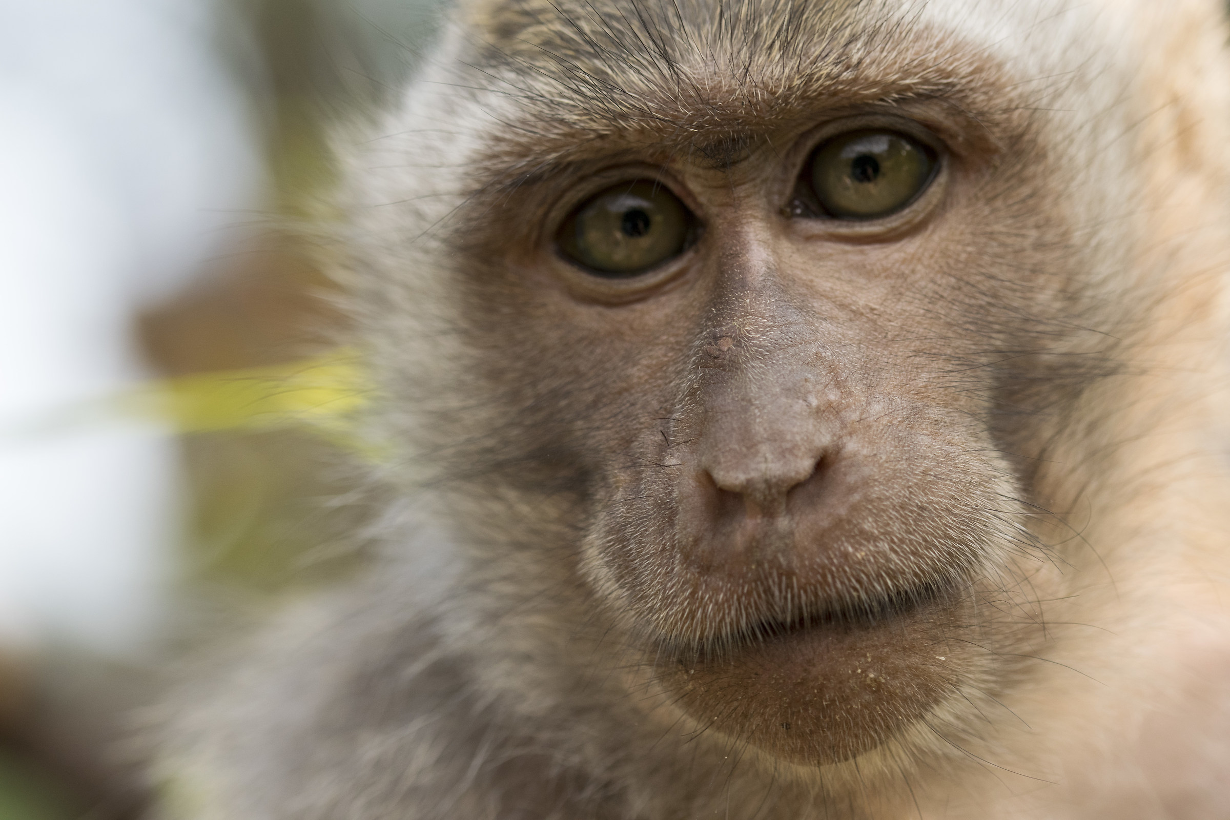 monkey forest Bali,Indonesia