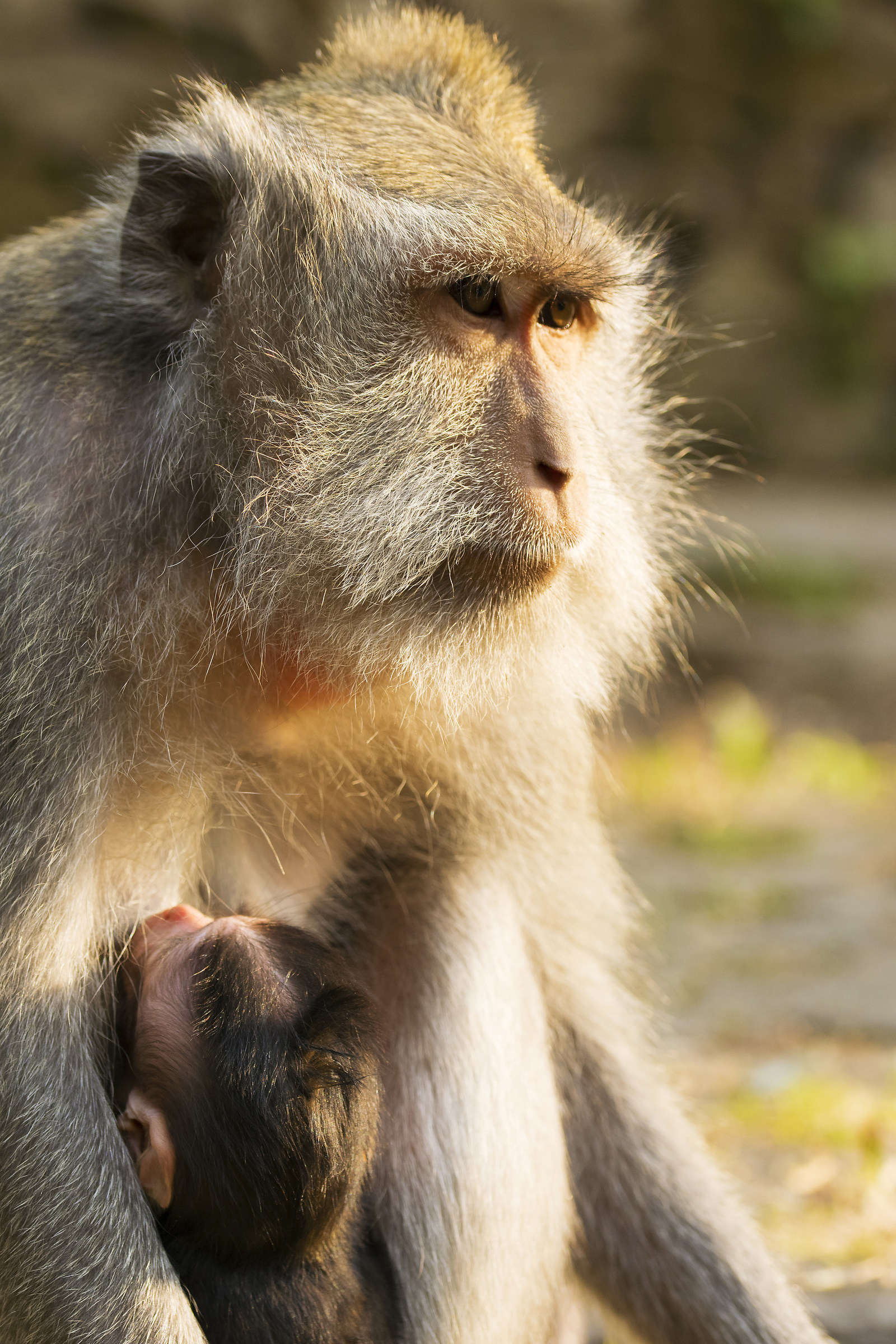 monkey forest ,Bali Indonesia