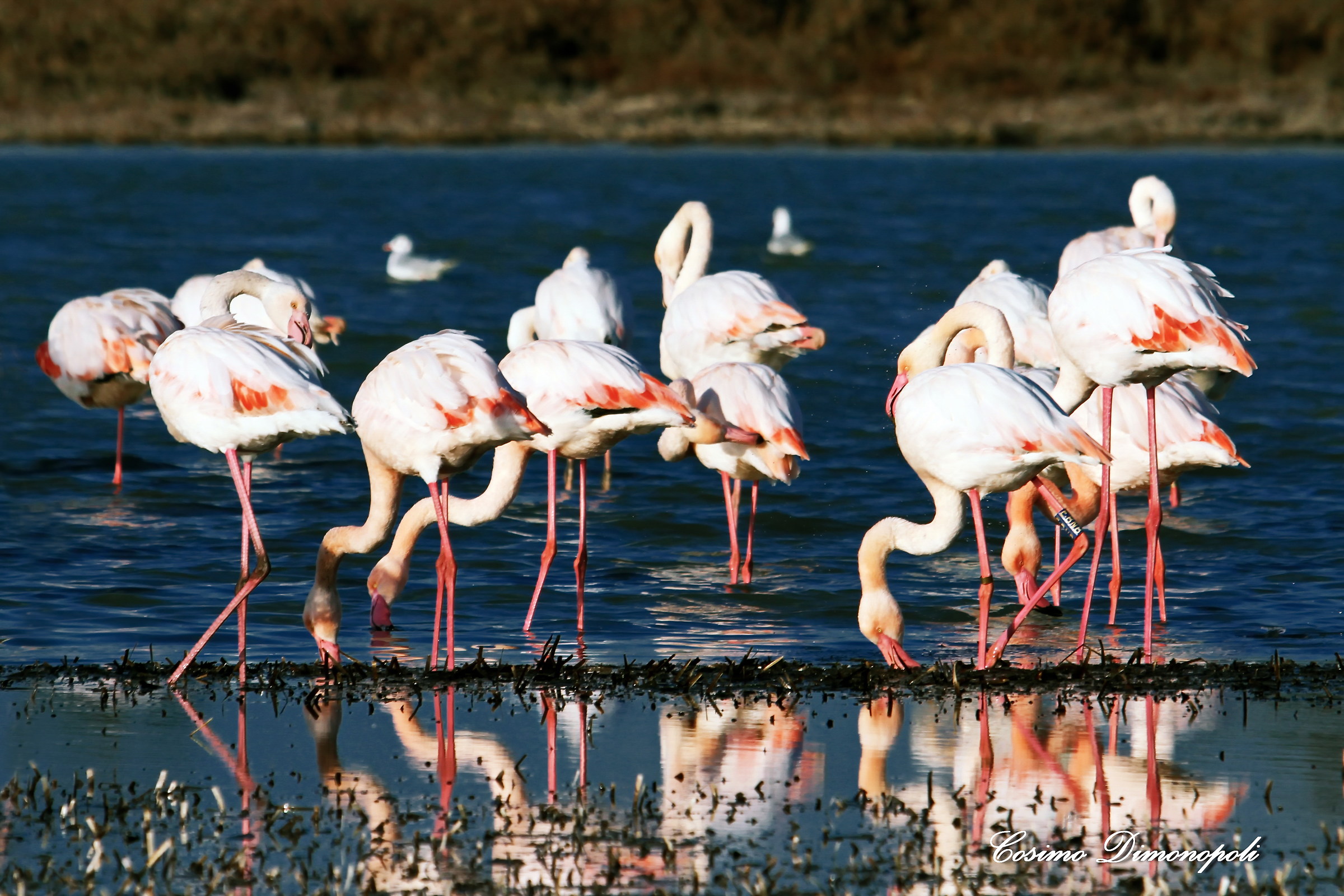 Flamingos