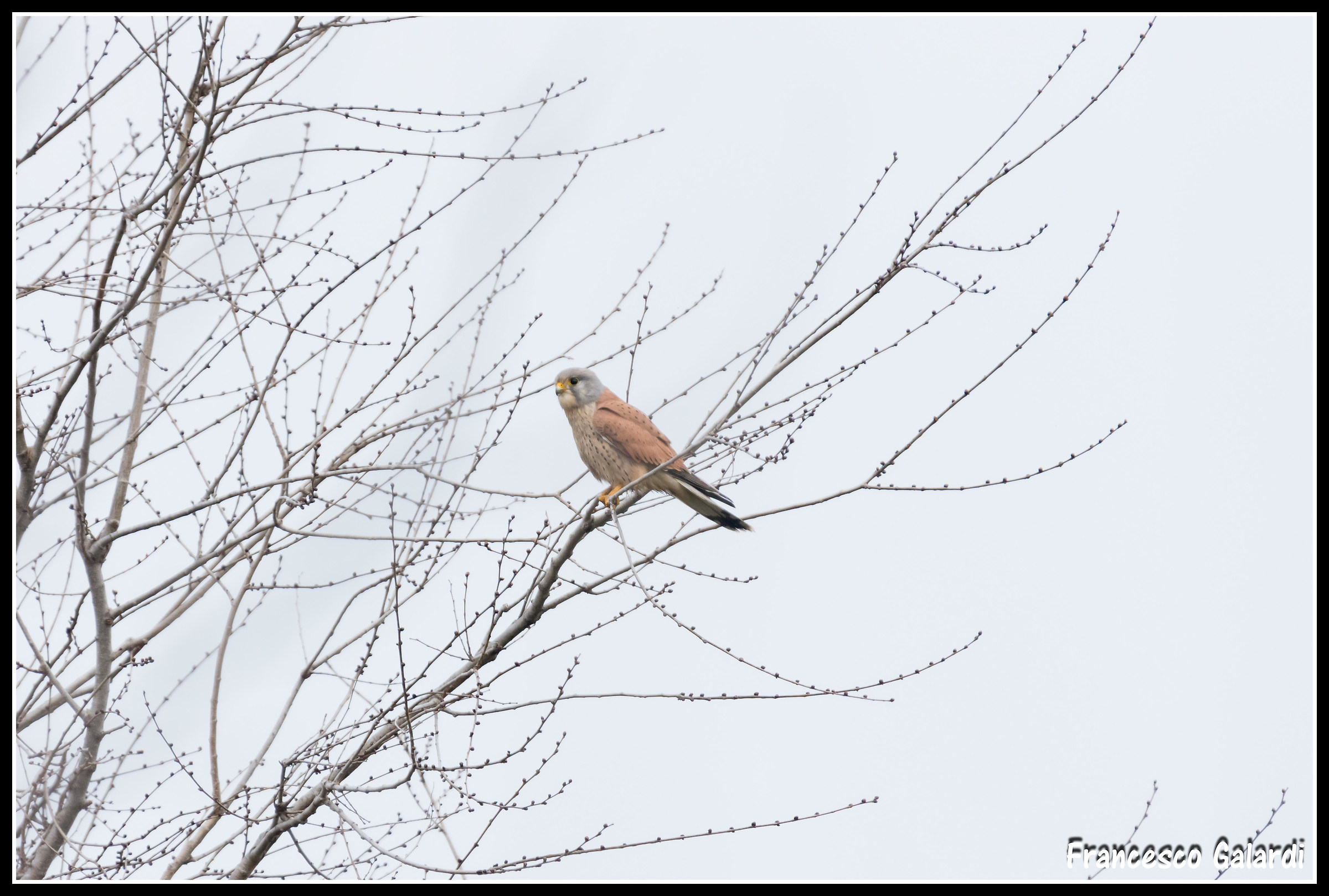 Kestrel remote sidereal