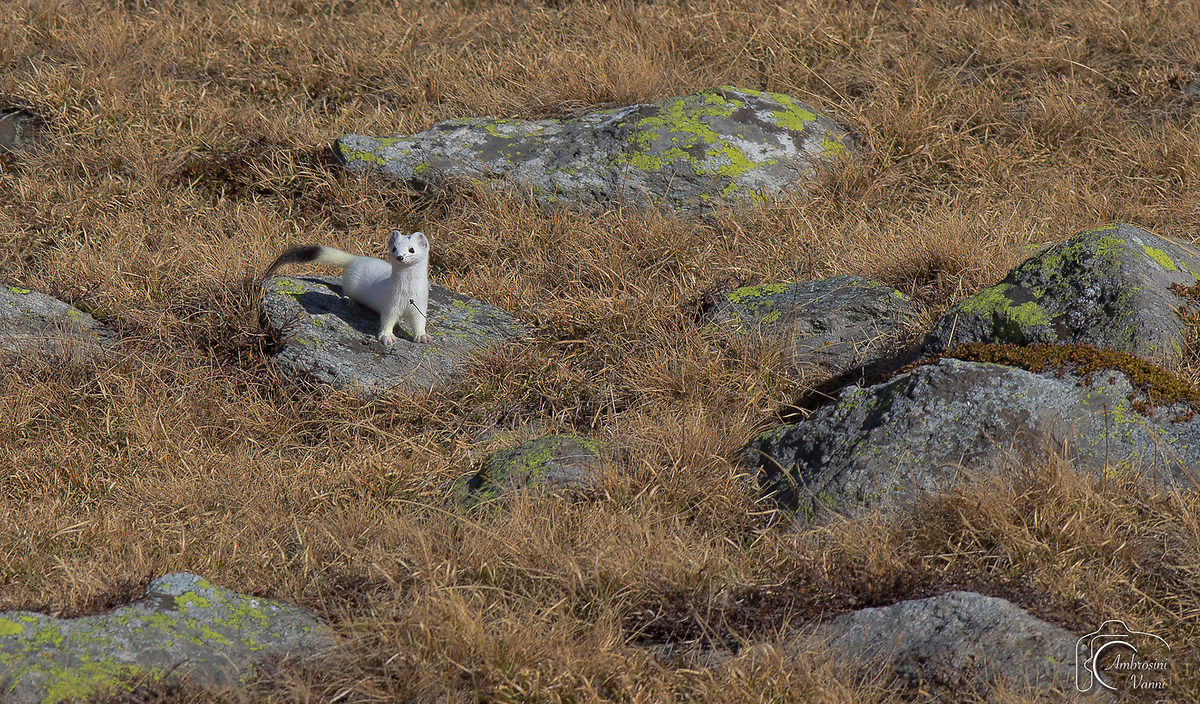 The white ermine