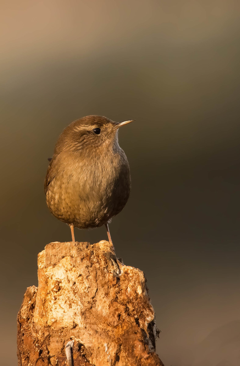 Wren