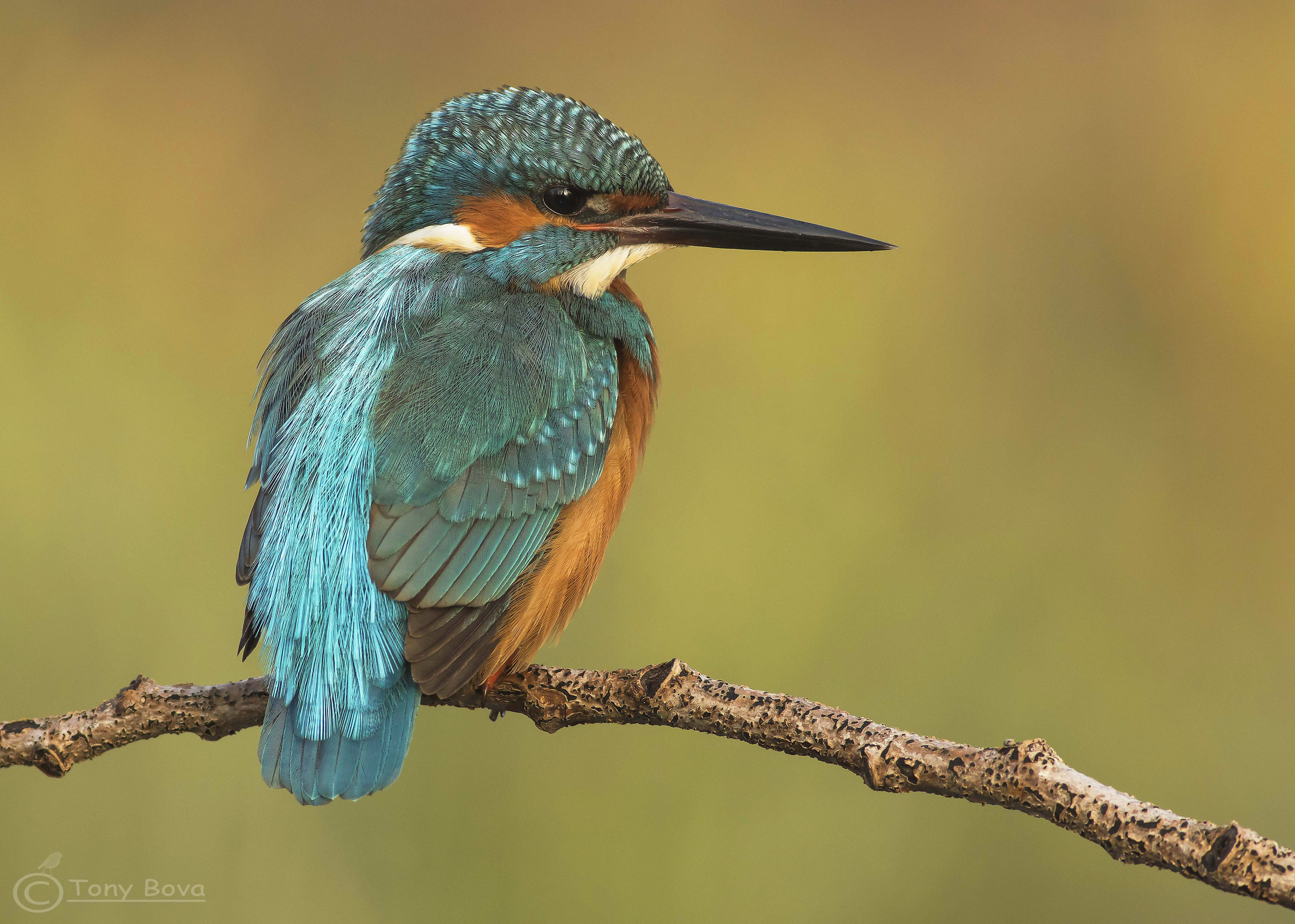 Kingfisher ...