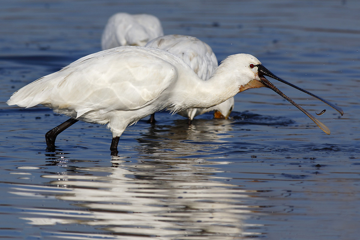 Il pasto della spatola