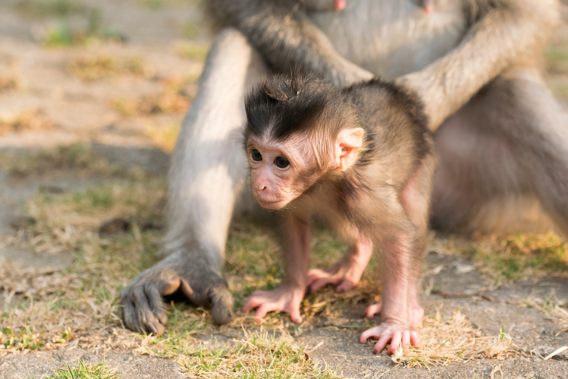 monkey forest Bali,Indonesia