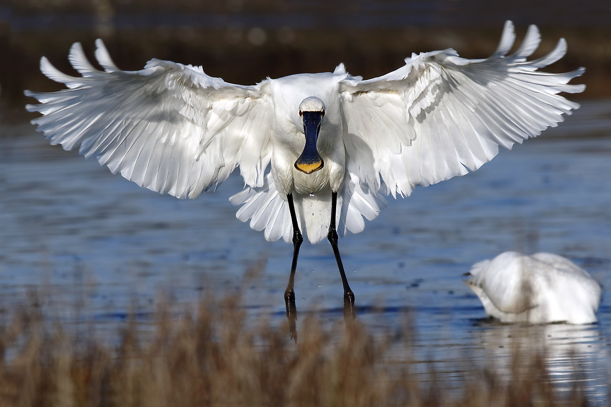 L'arrivo della spatola