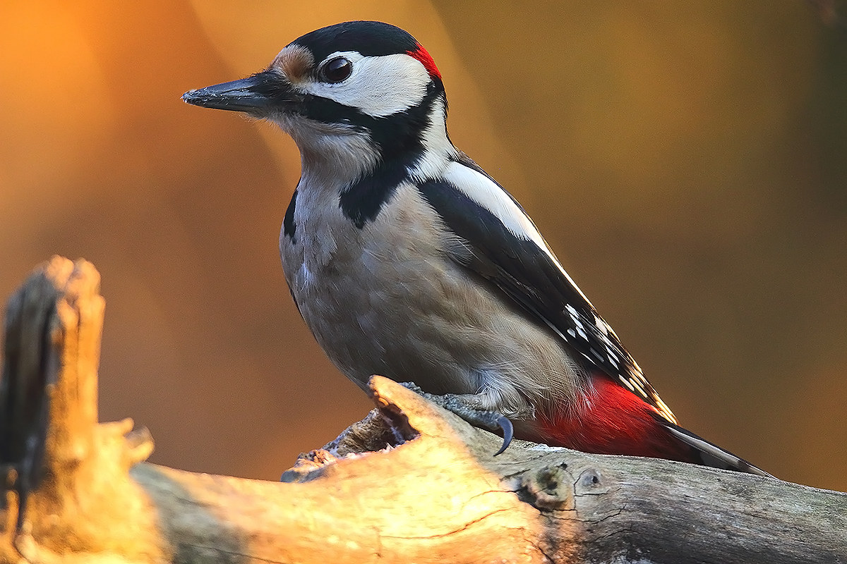 red at sunset of the day