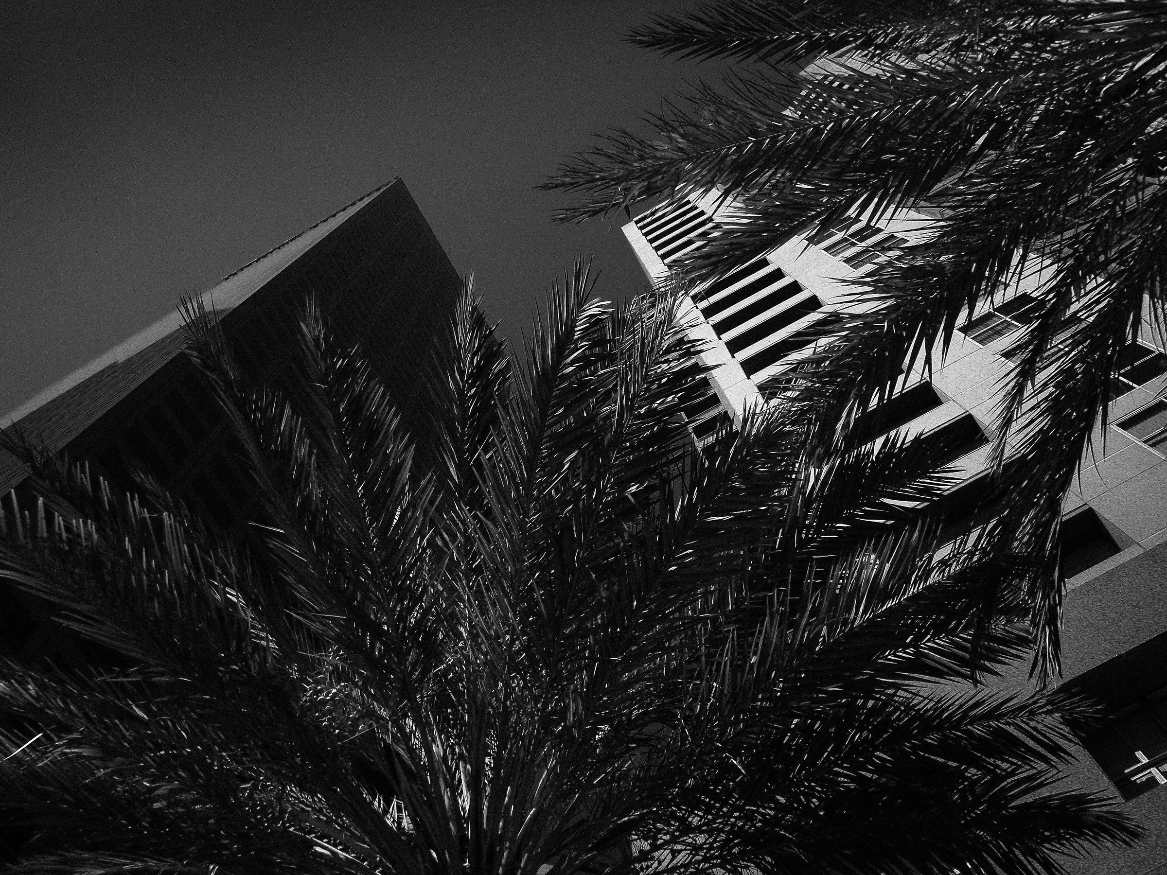 Palms at Los Angeles