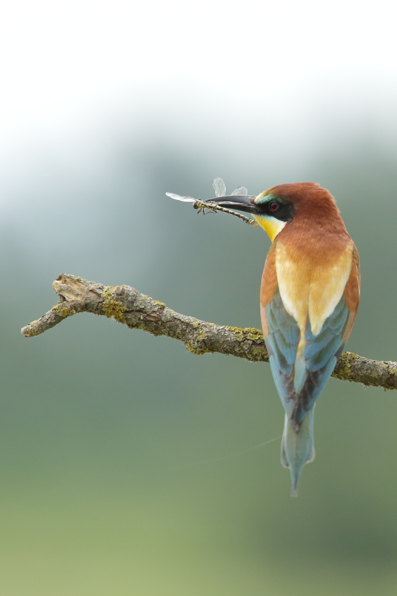 Bee-eater with prey