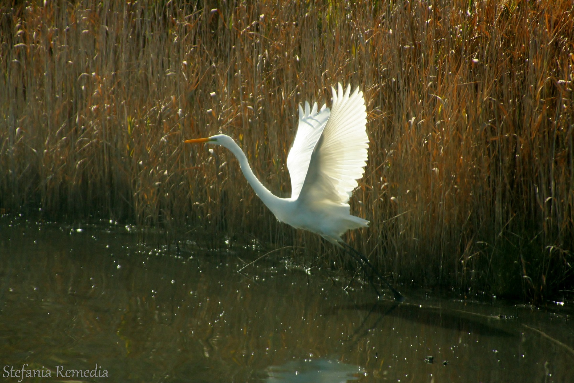 Airone bianco maggiore (Ardea Alba): stacco