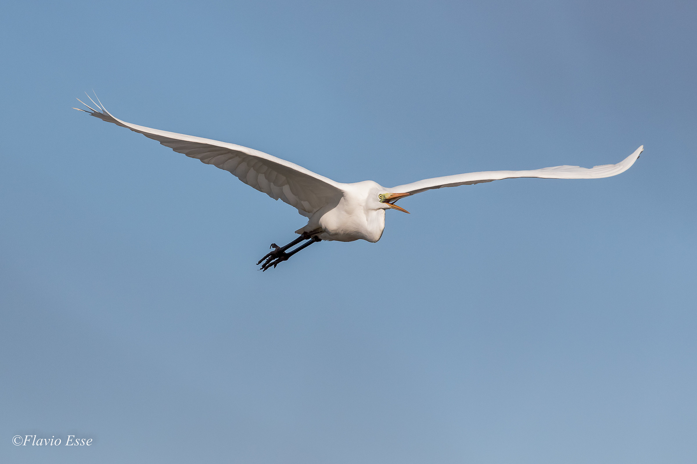 Airone bianco maggiore