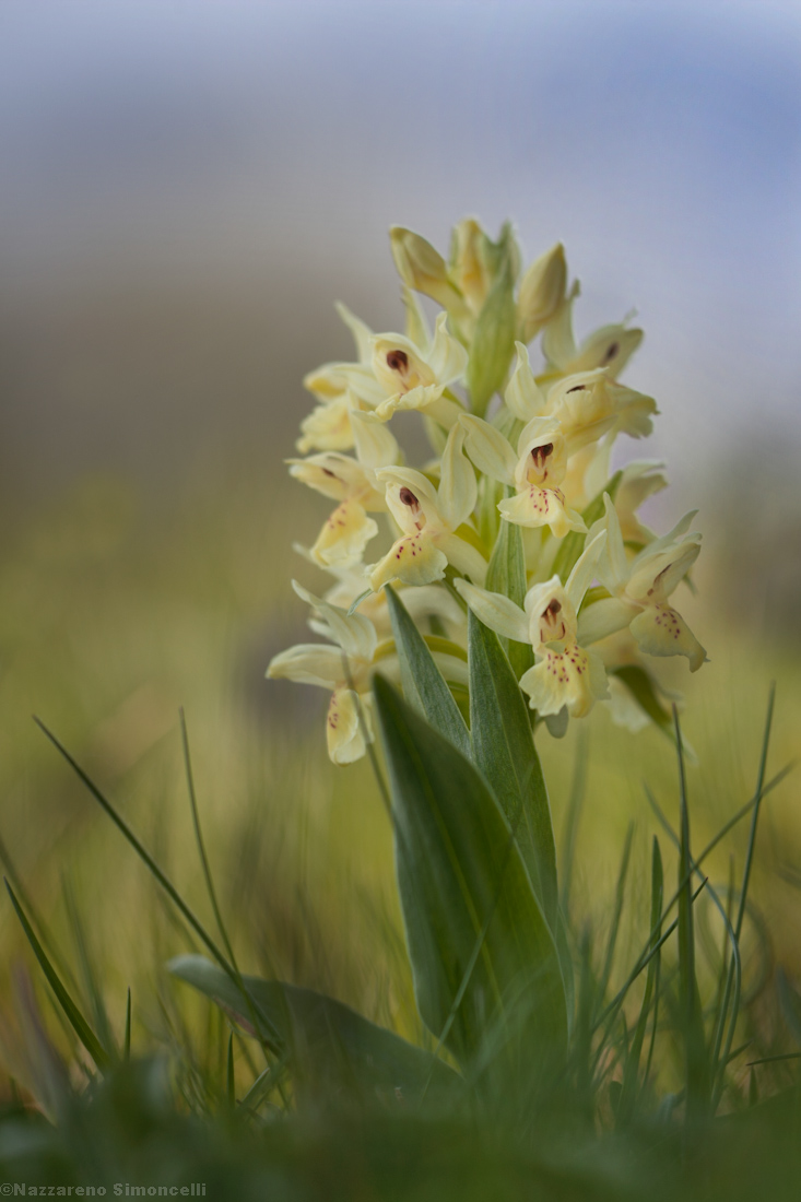Dactyloriza Sambucina Gialla