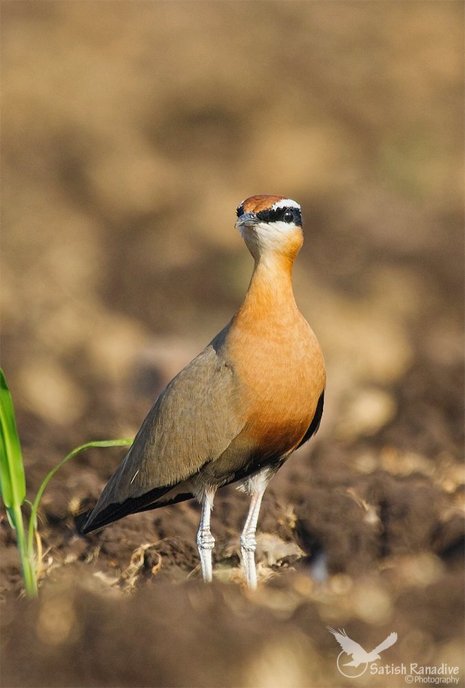 Indian Courser.