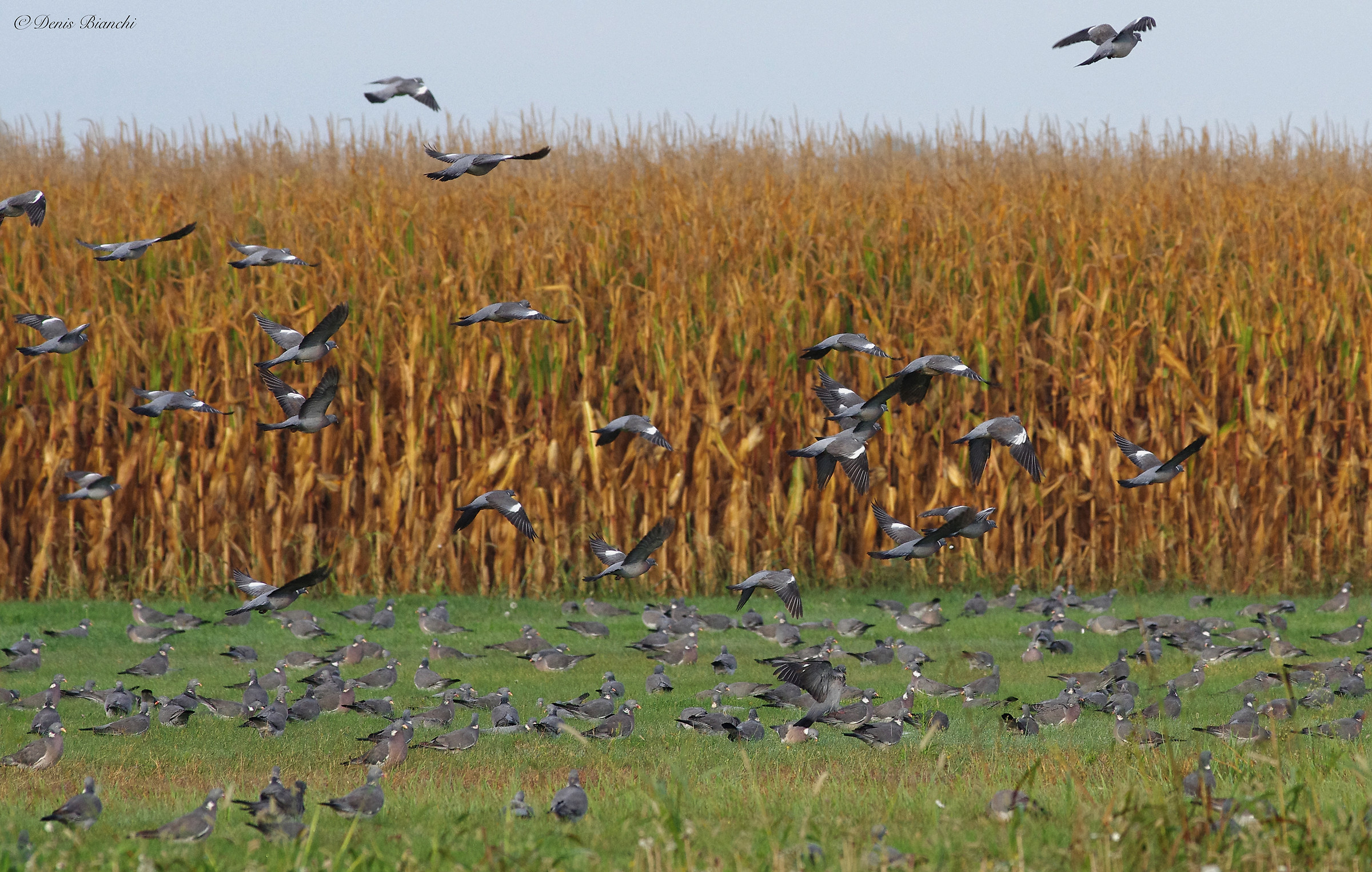 Colombacci tra mais e prati