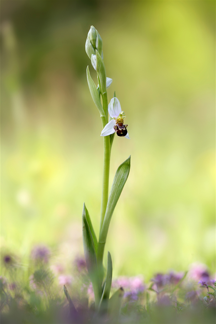 Ophrys Apifera