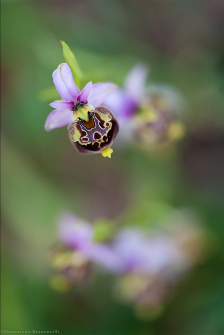 Ophrys Gracilis
