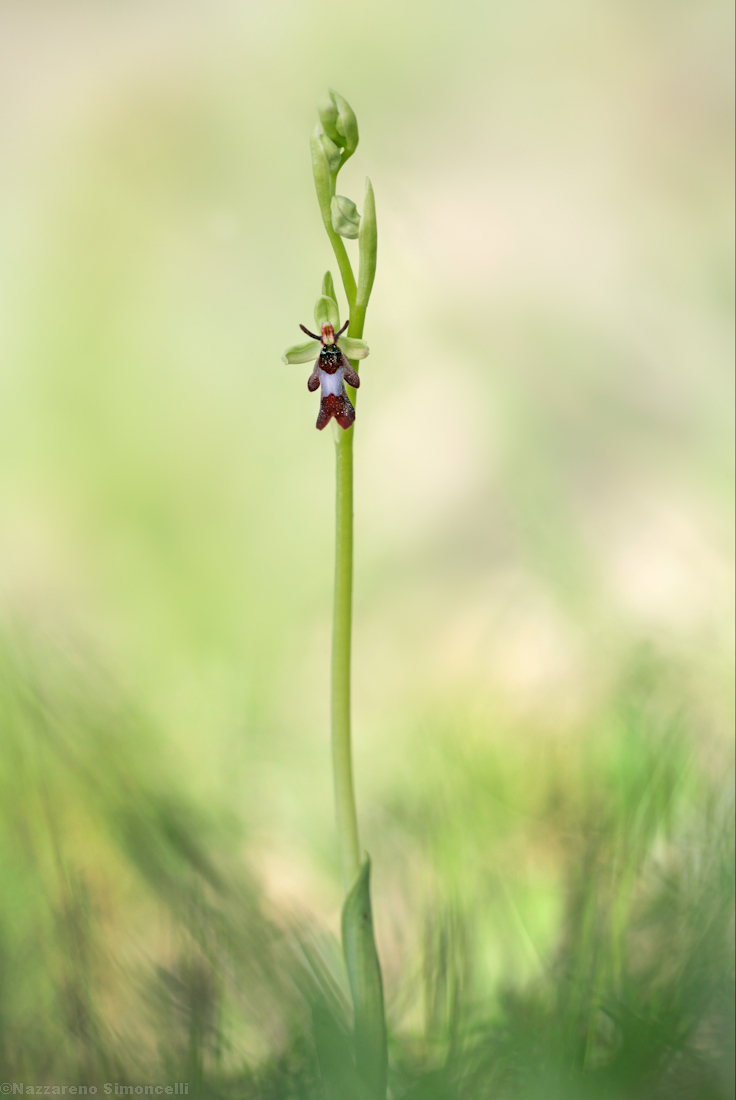 Ophrys Insectifera
