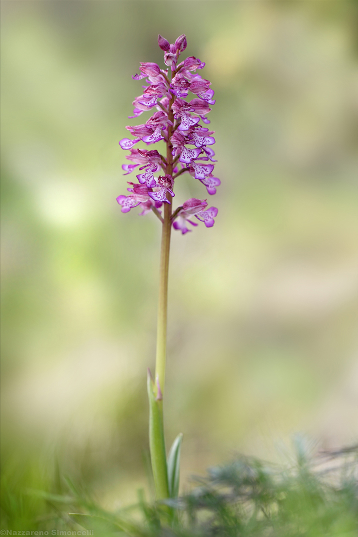 Orchis Militaria x Orchis Porpurea