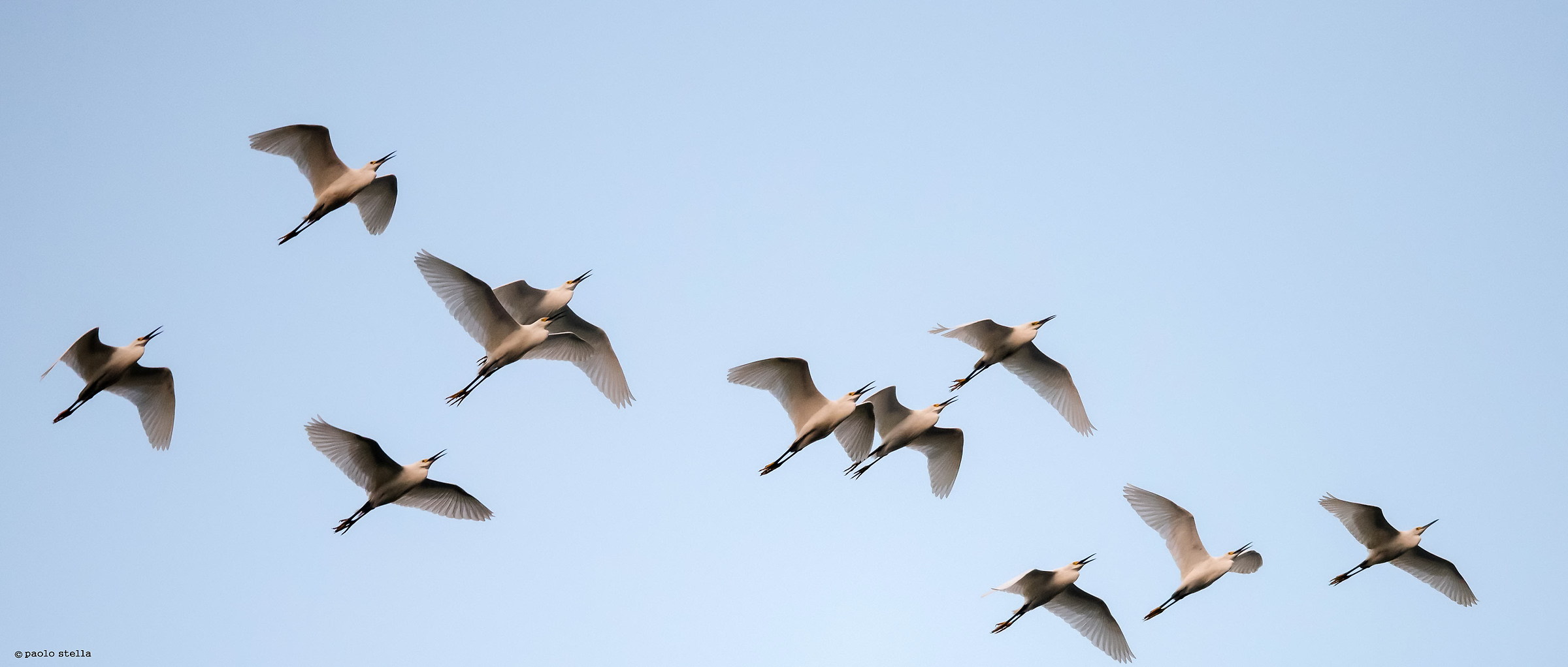 the flight of herons