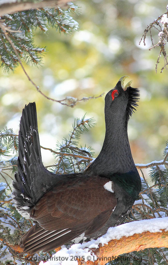 daytimg displaying Capercaillie
