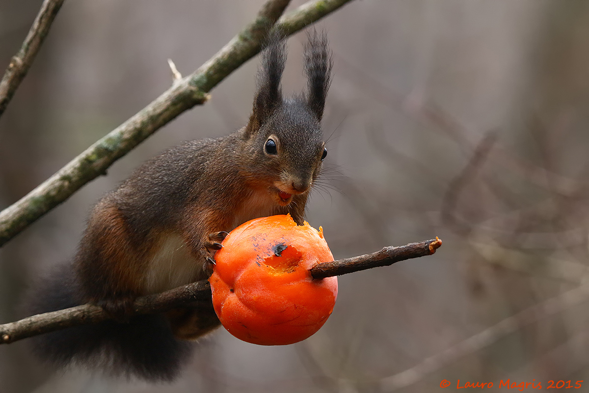 Pancia mia fatti capanna