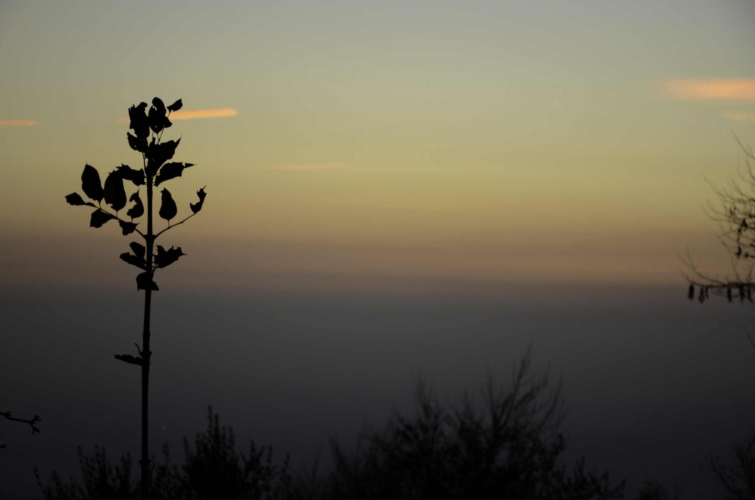 branches and sunsets