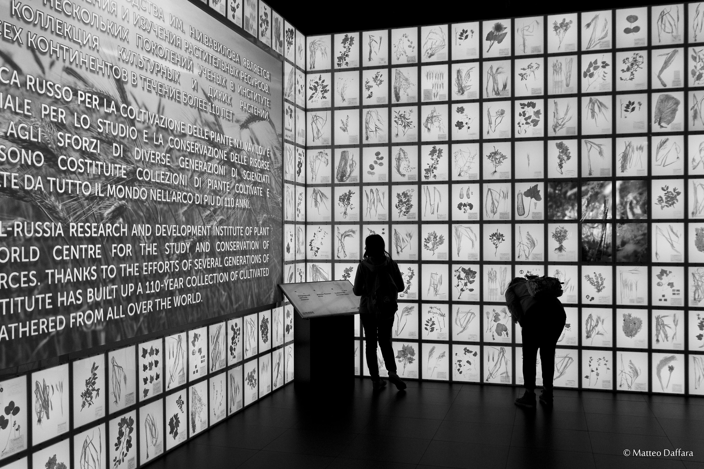 The collection of plants