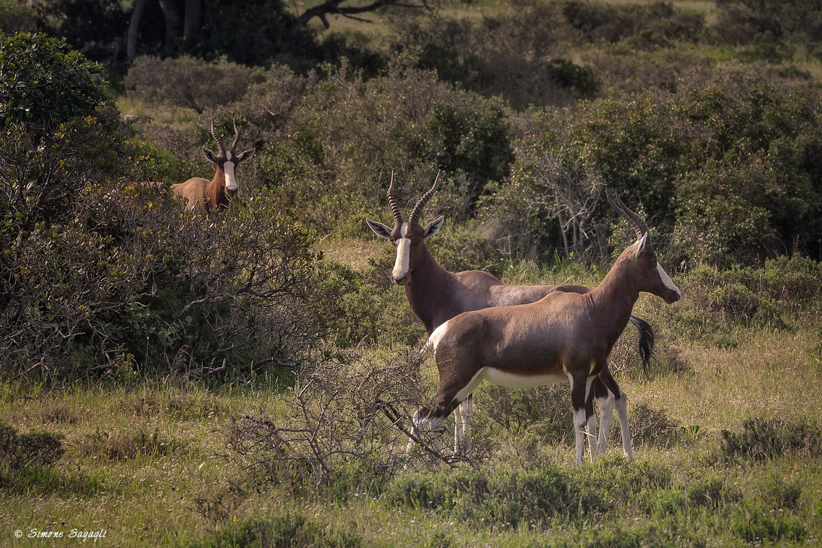 He, She and the other