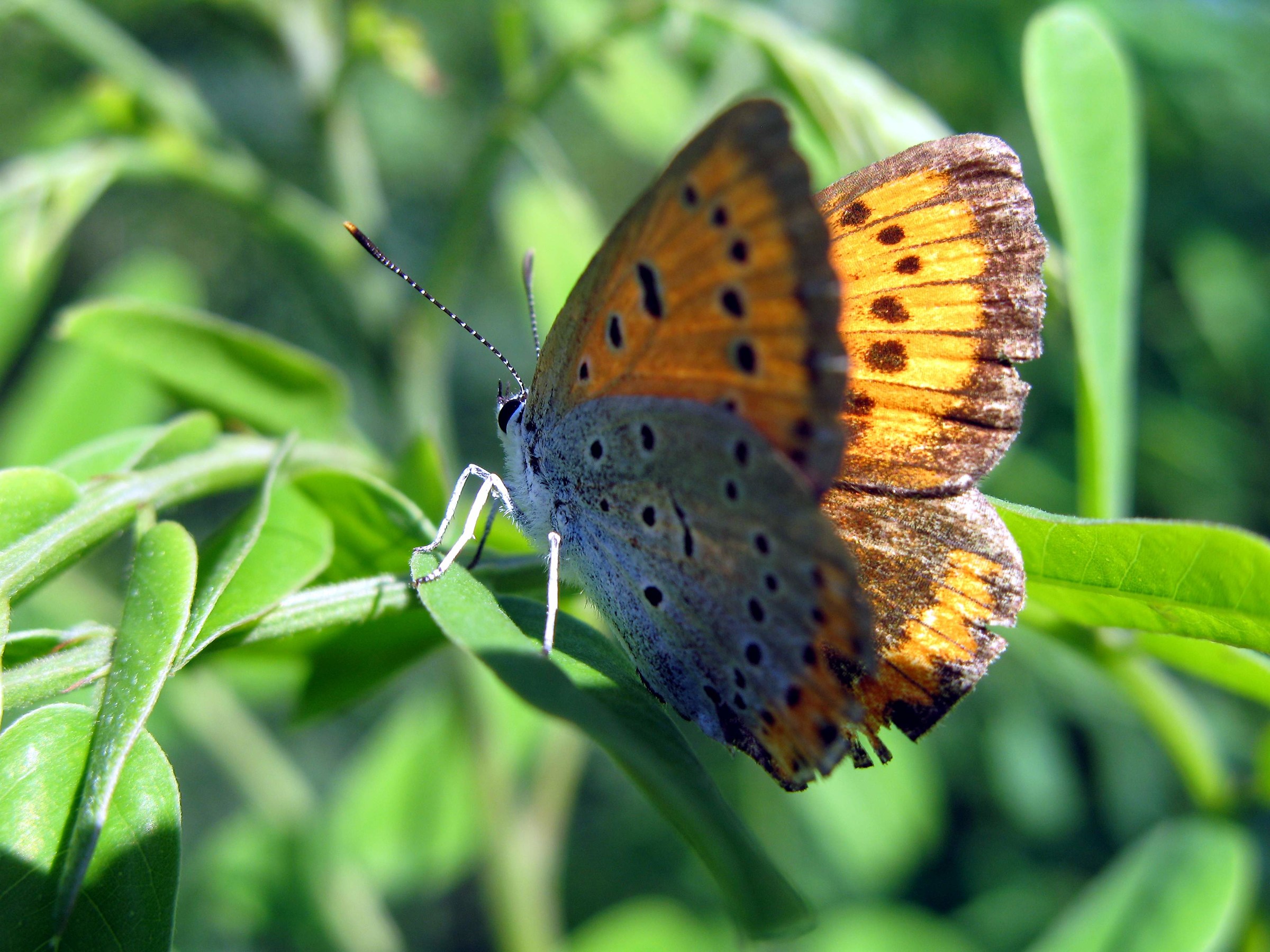 Lycaena dispar