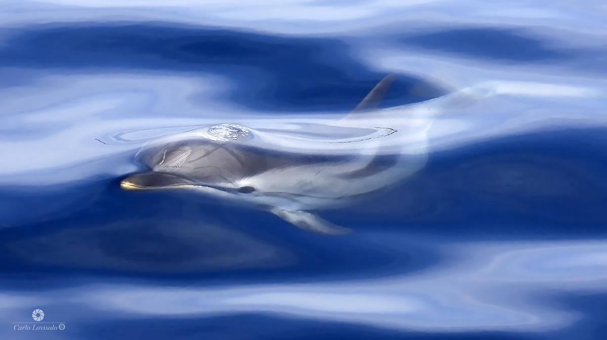 Ligurian Sea reflections and Striped dolphin
