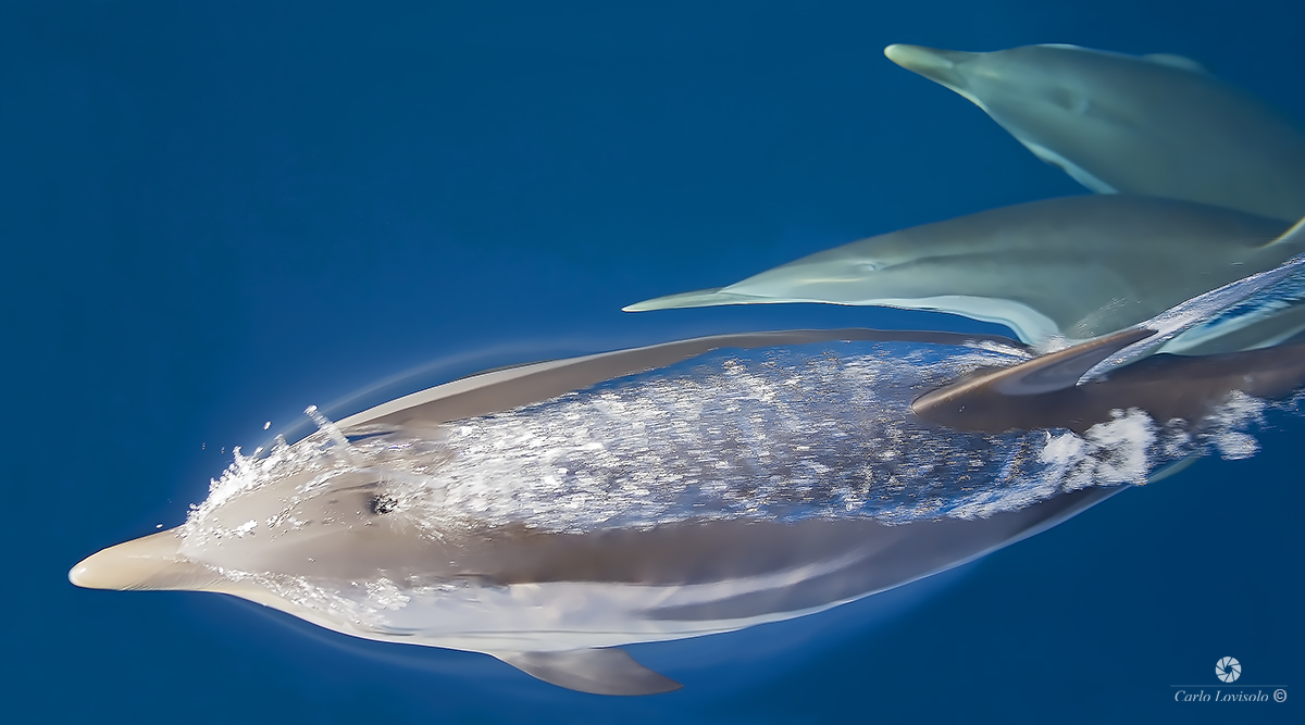 Ligurian Sea Striped dolphins
