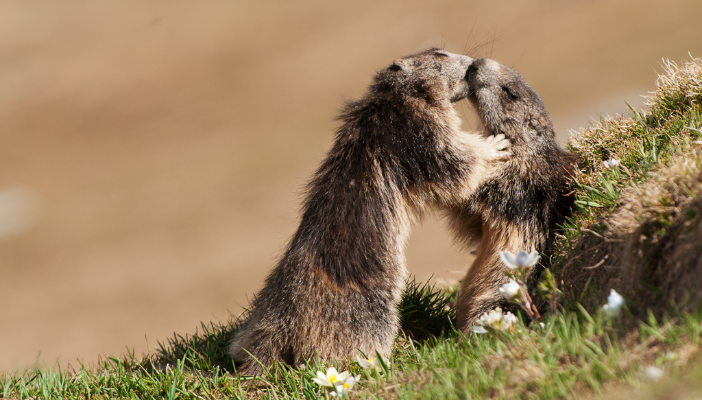 marmotte....kiss