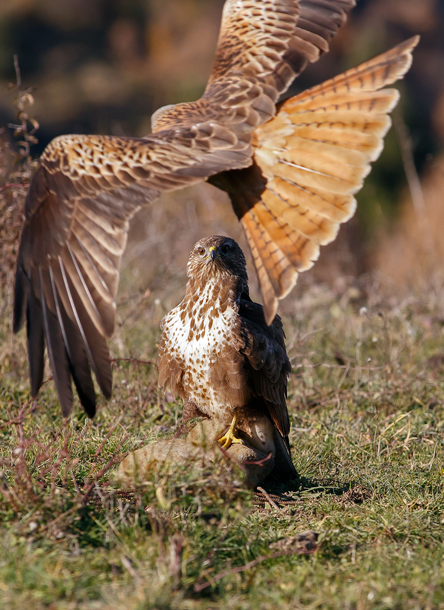 Nibbio attacca la poiana