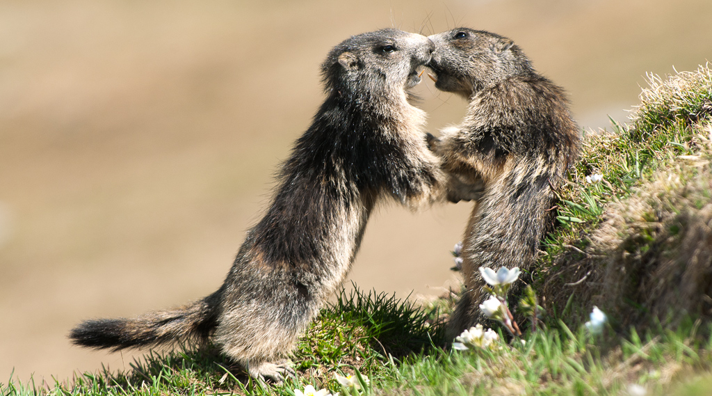 marmotte scaramuccia