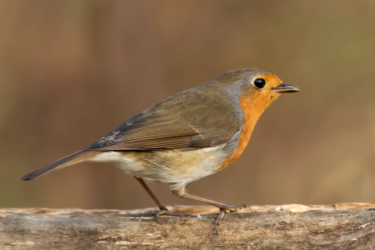 Pettirosso (Erithacus rubecula)