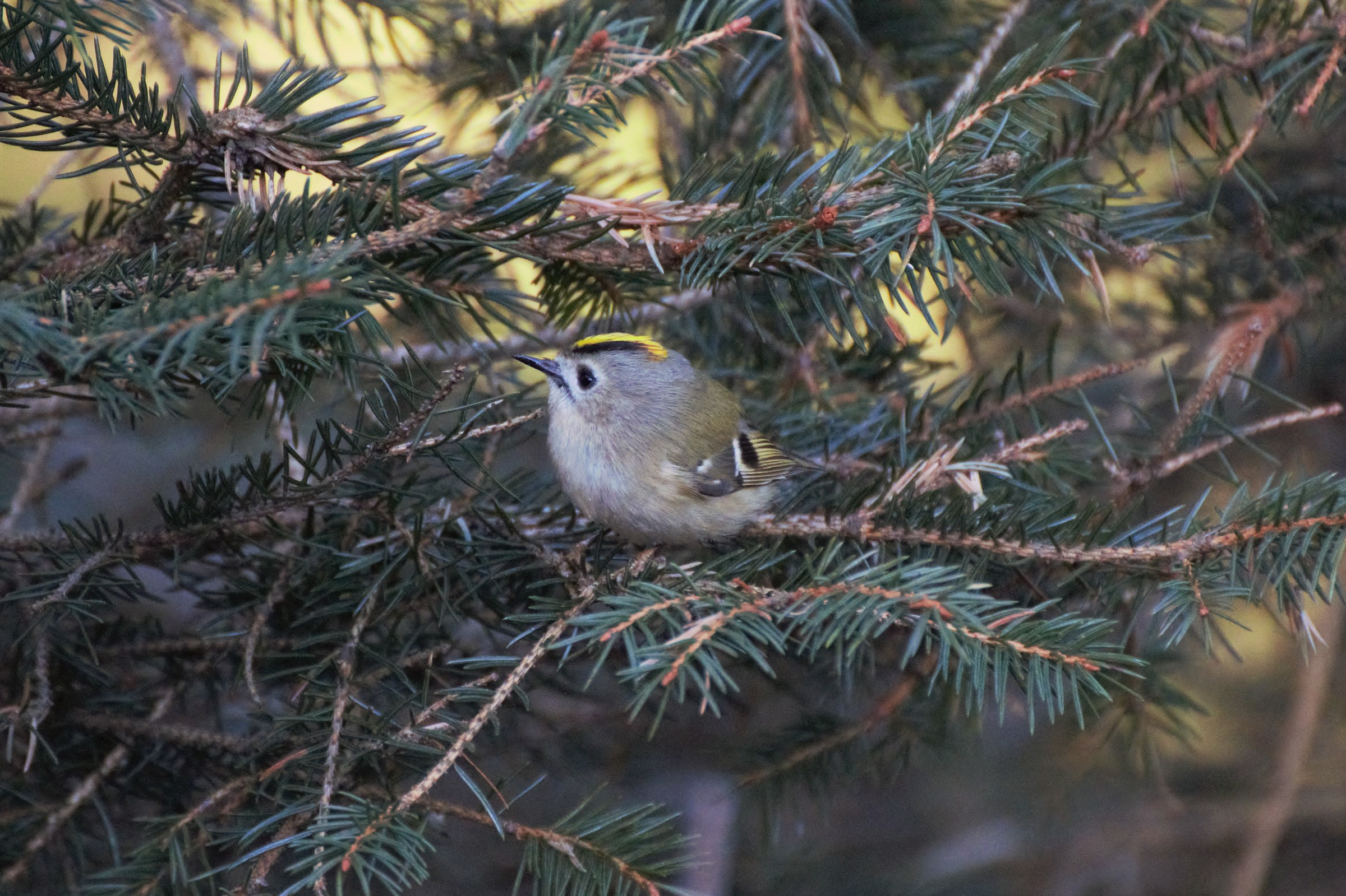 Ruler of the Sea Vandalino