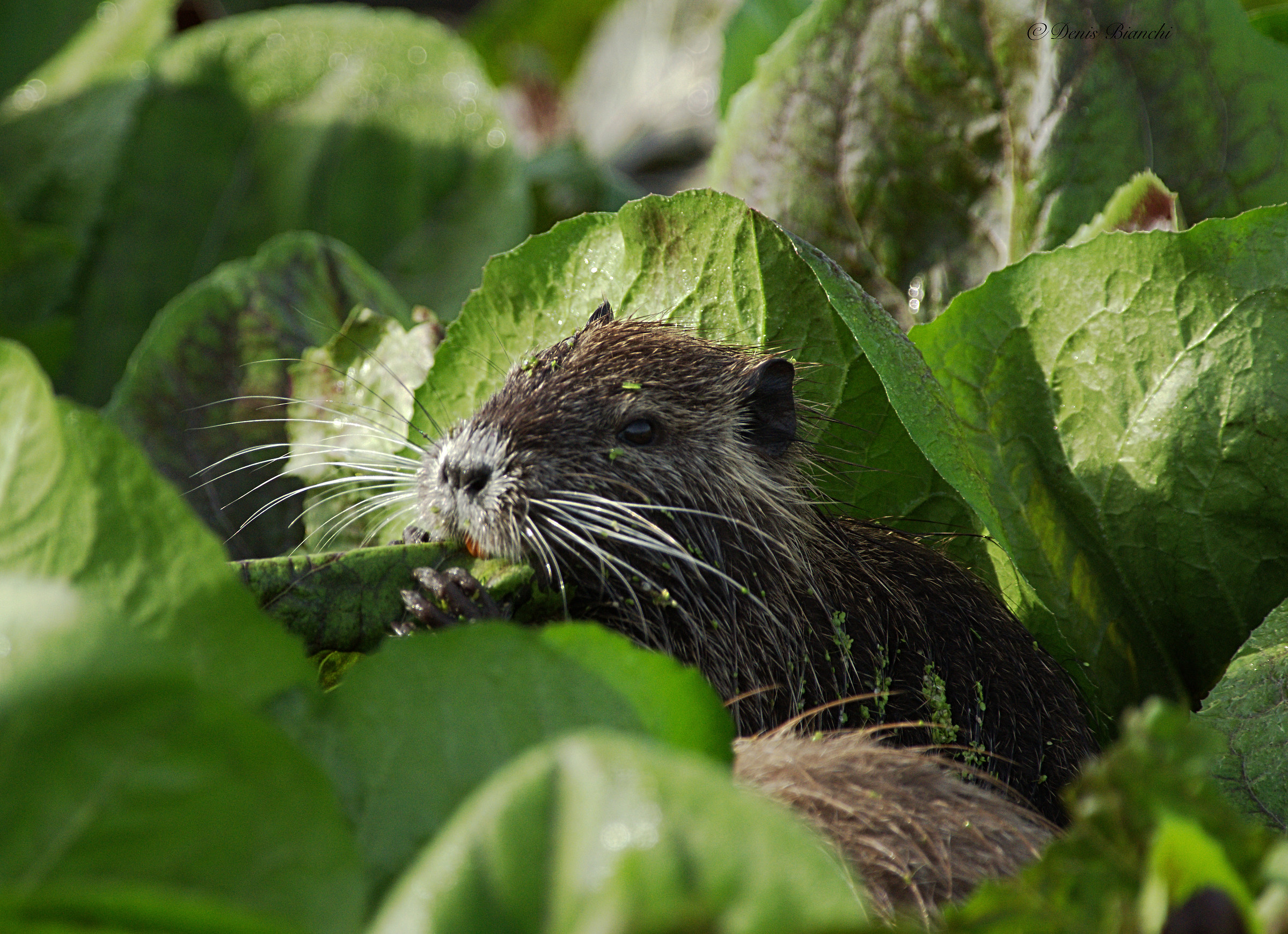 Nutria breakfast