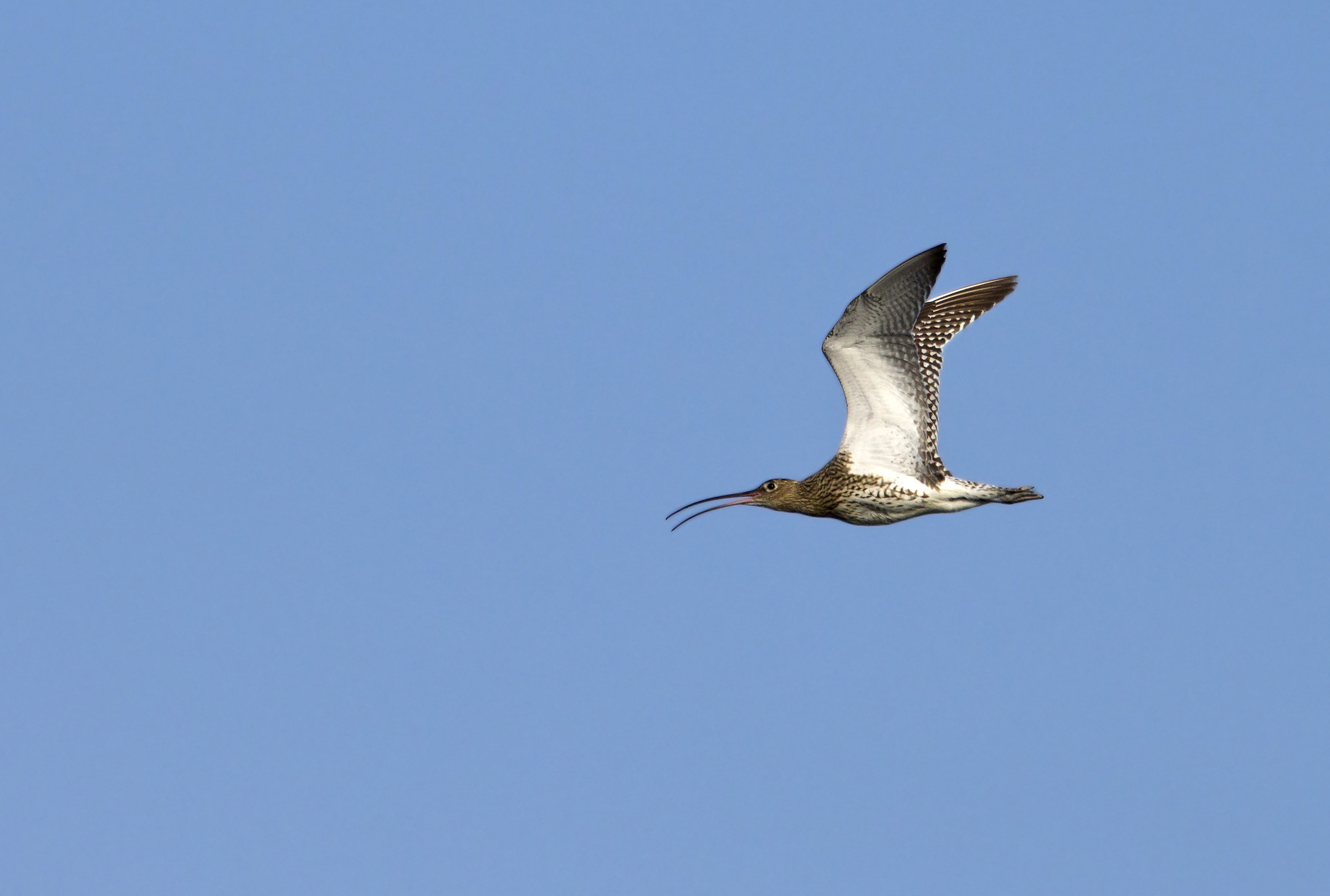curlew fly