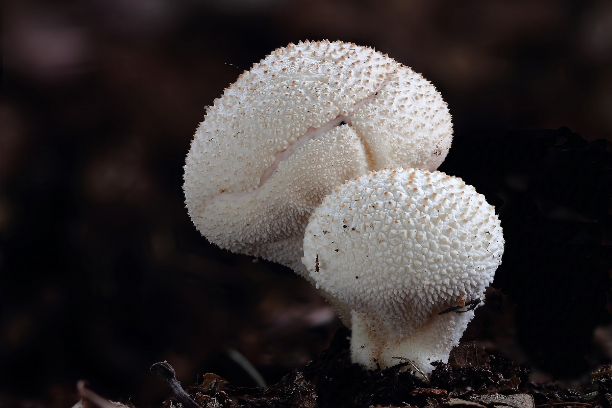Lights in the darkness' (Lycoperdon perlatum)