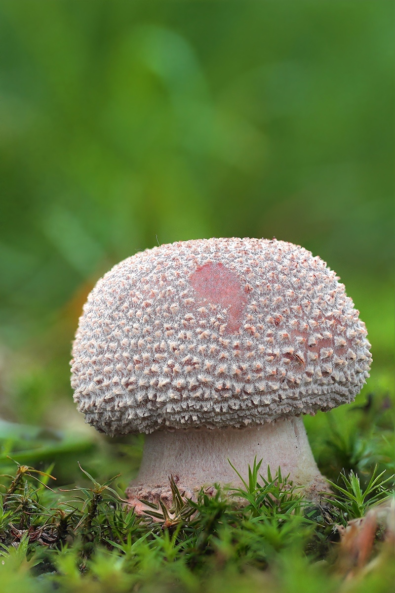Amanita rubescens