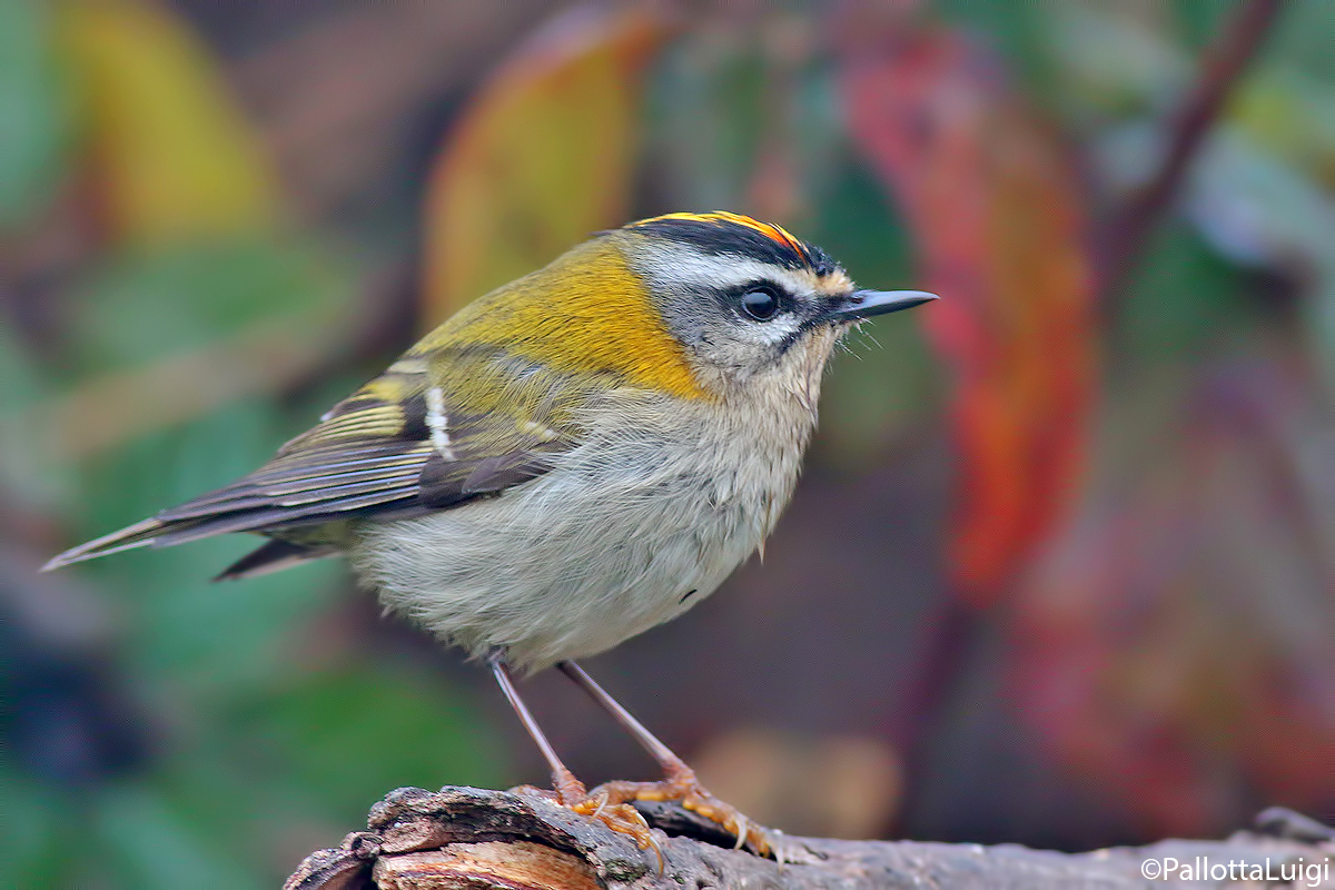 Firecrest (Regulus ignicapillus)