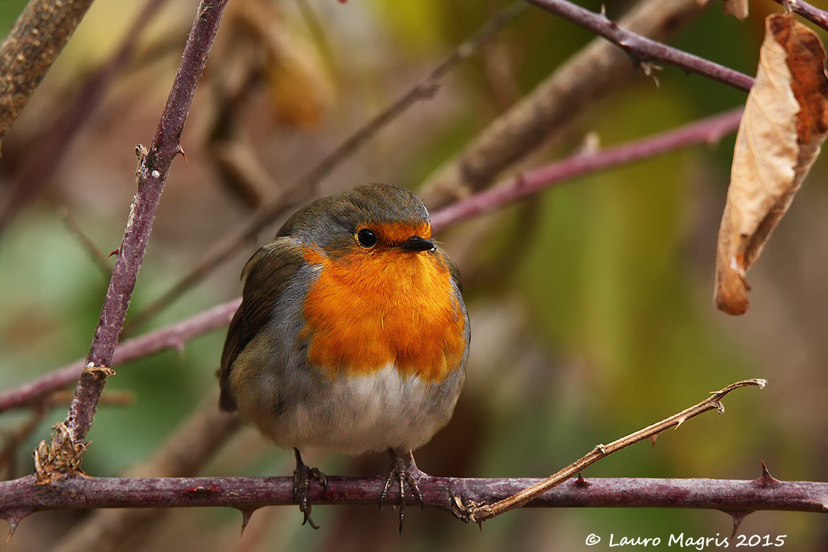 Per favore, tristezza va via