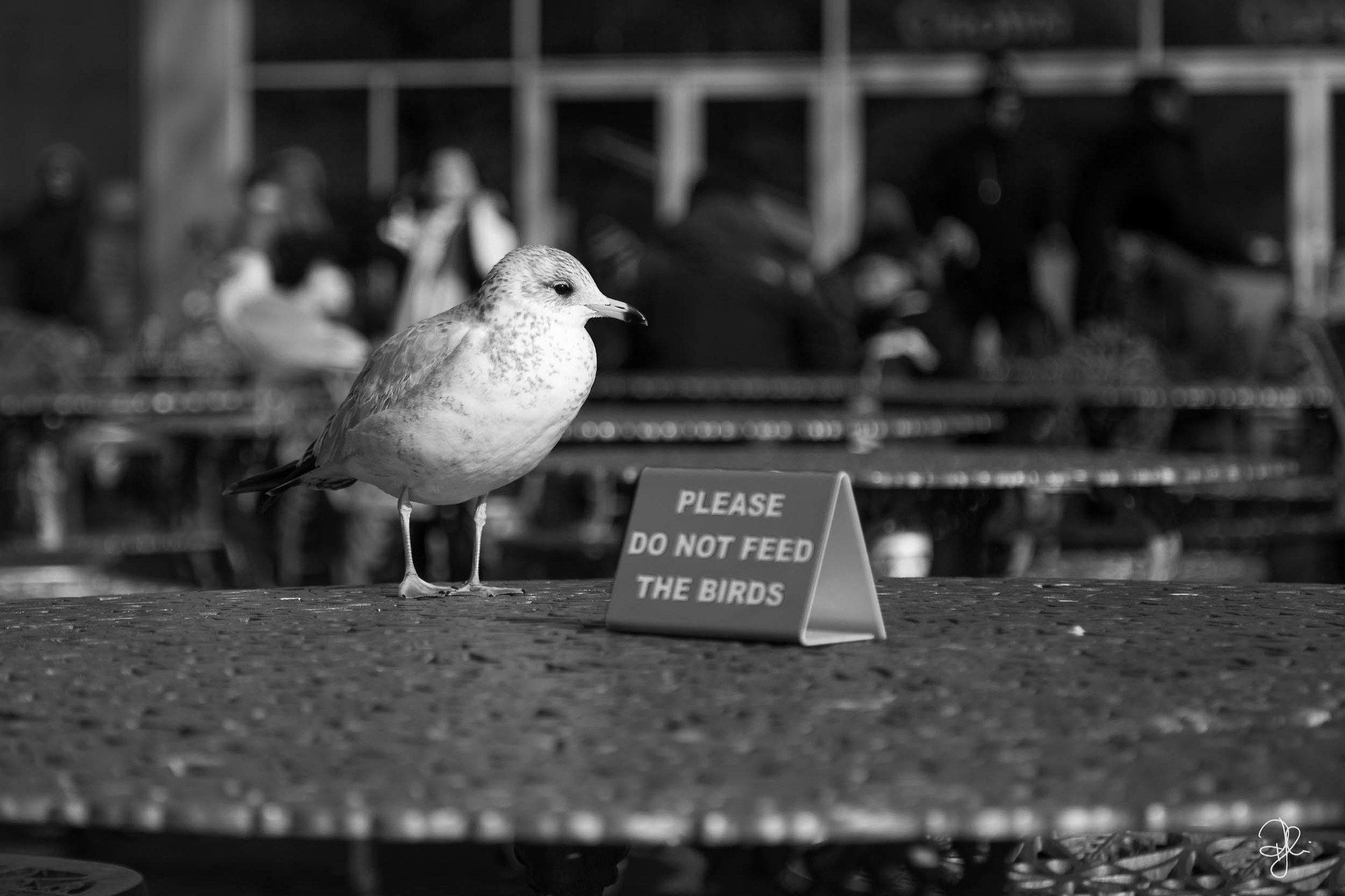 Do not feed the birds! Poveraccio