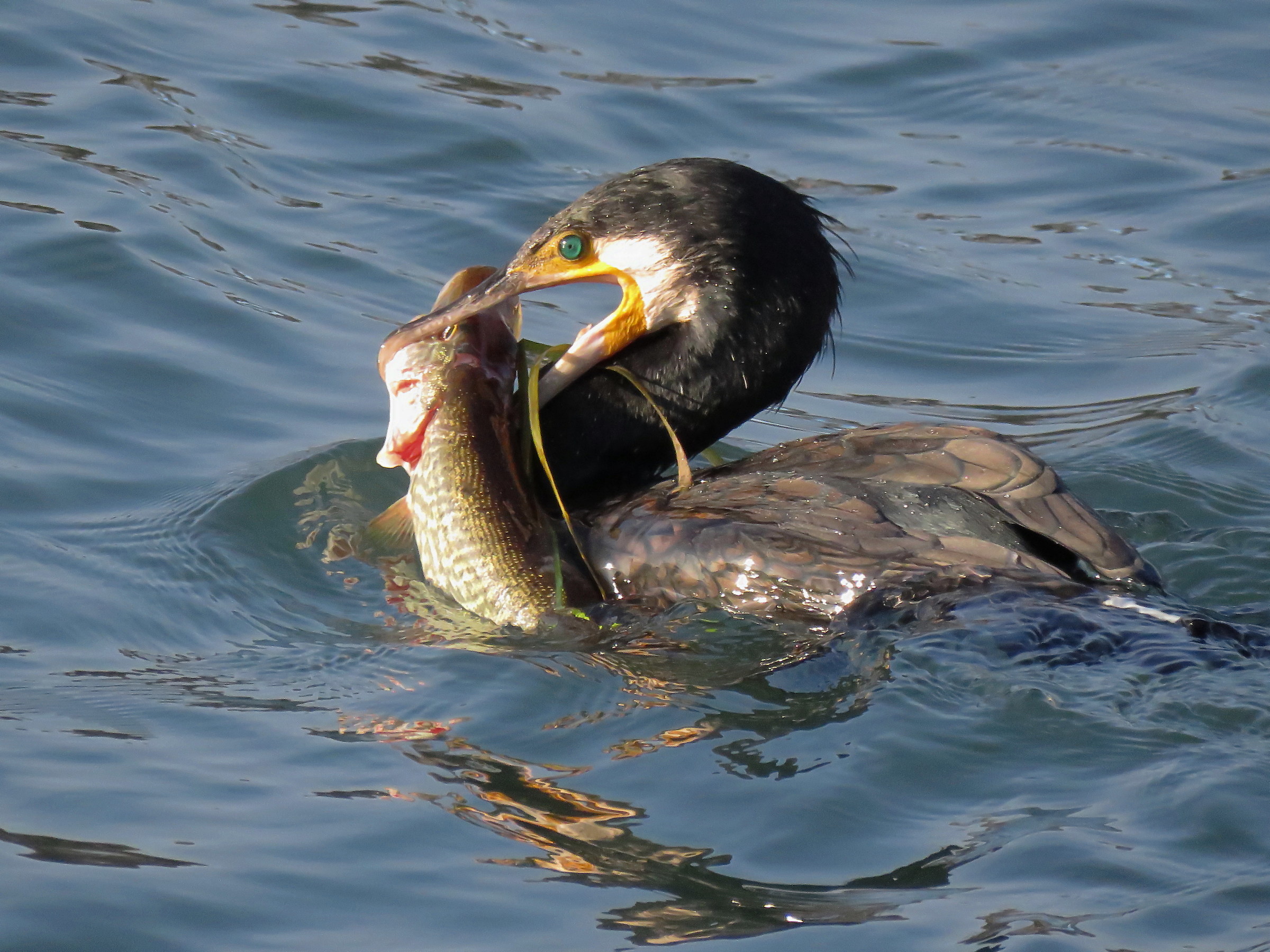 cormorant lunch