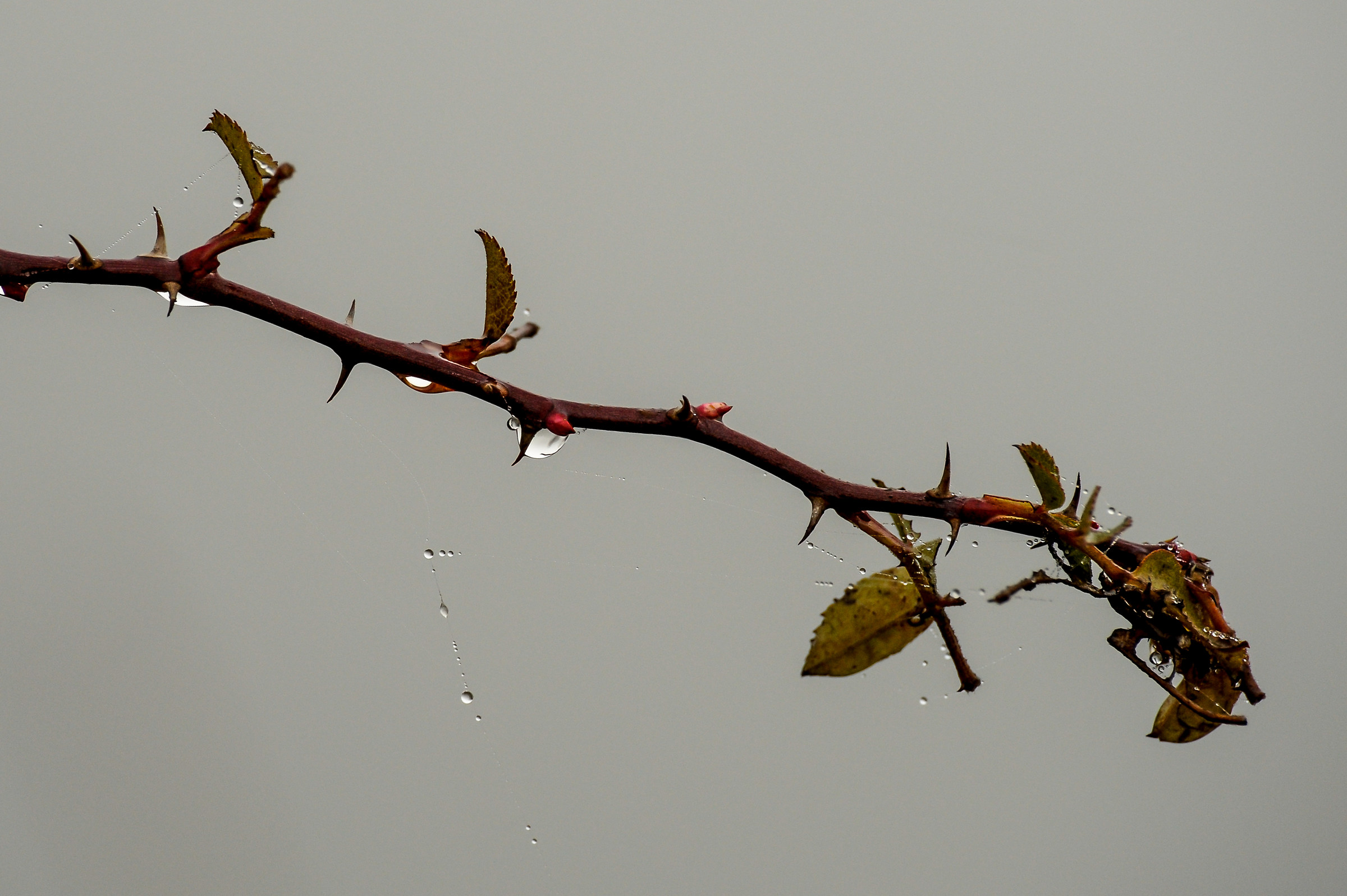 Drops and thorns in the fog