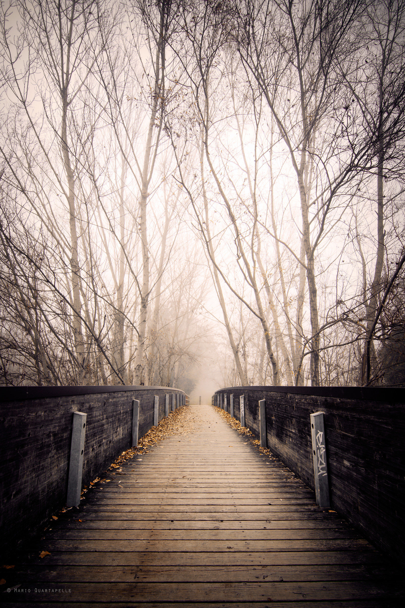 Camminando nella nebbia